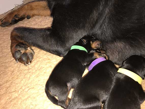 puppy's K-nest week 1